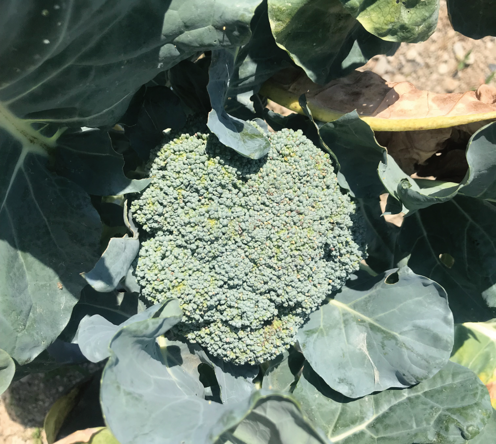 2019■ 自然エネルギーで野菜栽培の様子(3枚目)