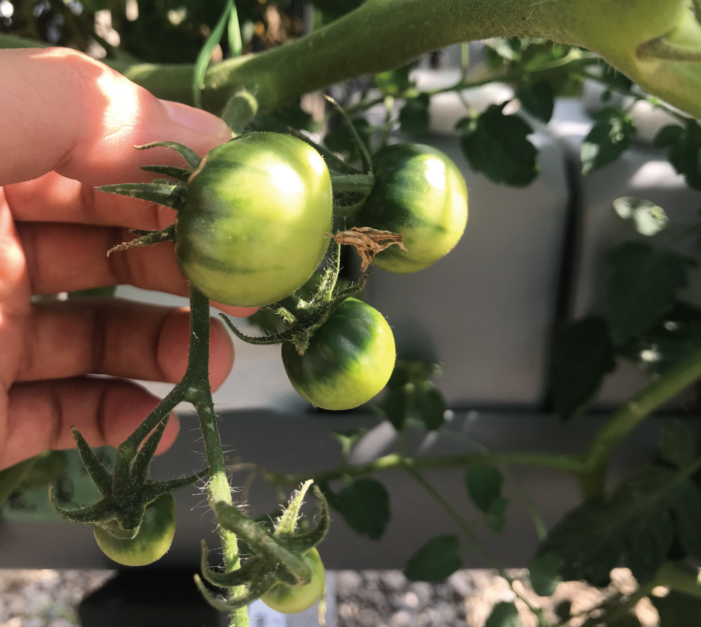 2019■ 自然エネルギーで野菜栽培の様子(4枚目)