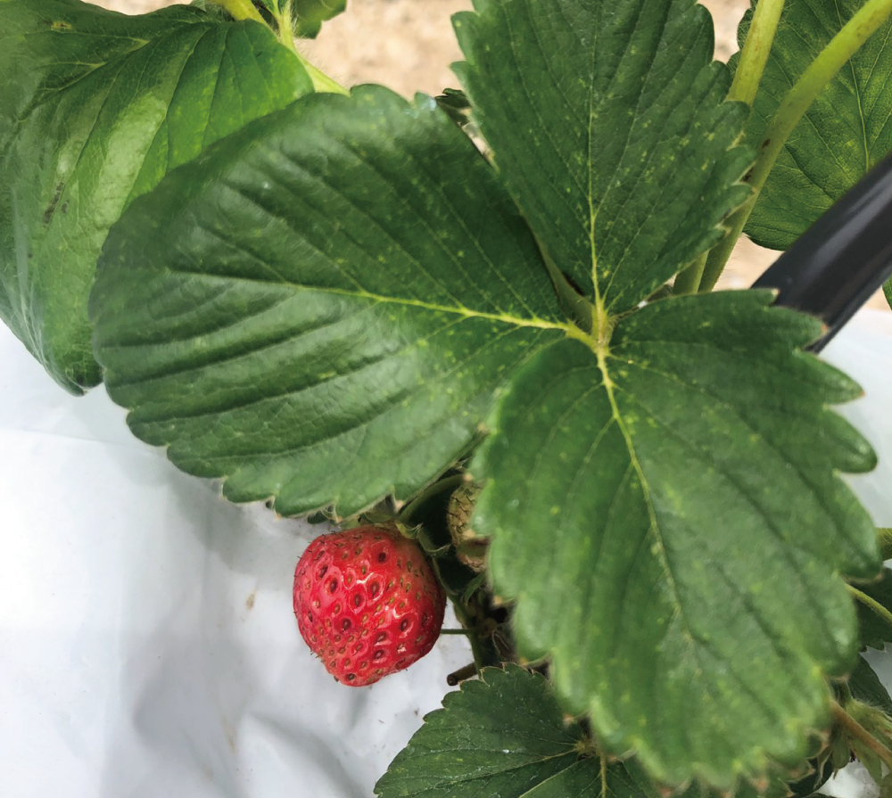 2019■ 自然エネルギーで野菜栽培の様子(5枚目)