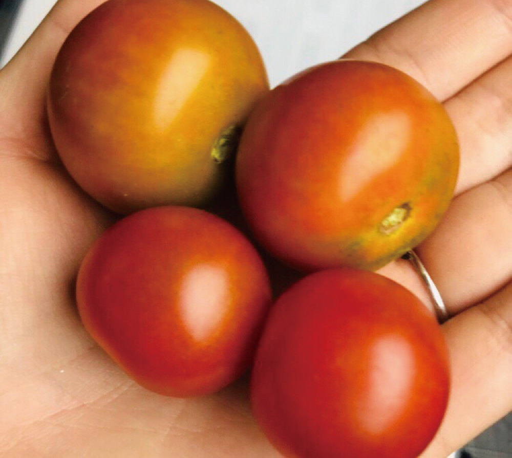 2019■ 野菜の収穫の様子（2枚目）