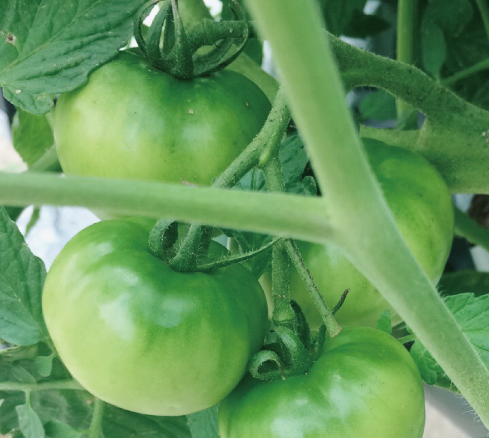 2019■ 野菜の収穫の様子（3枚目）