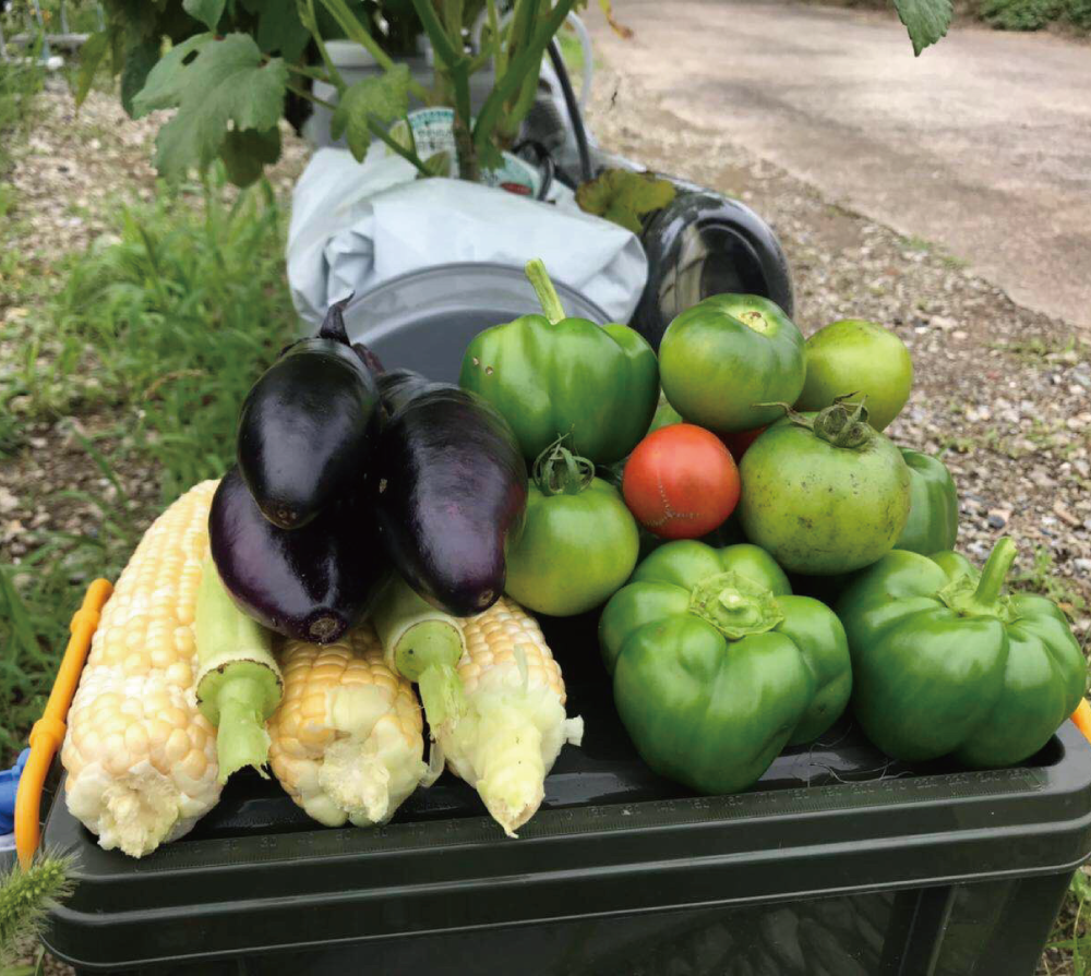 2019■ 野菜の収穫の様子（5枚目）