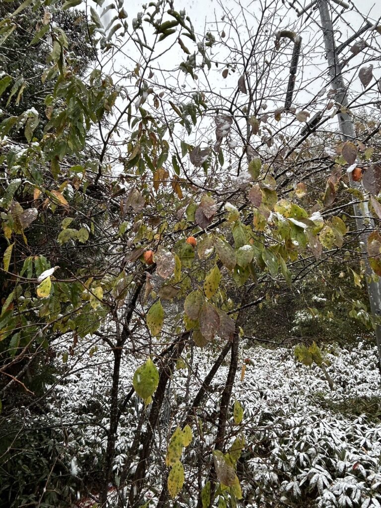 珍しい雪景色の様子(2枚目)