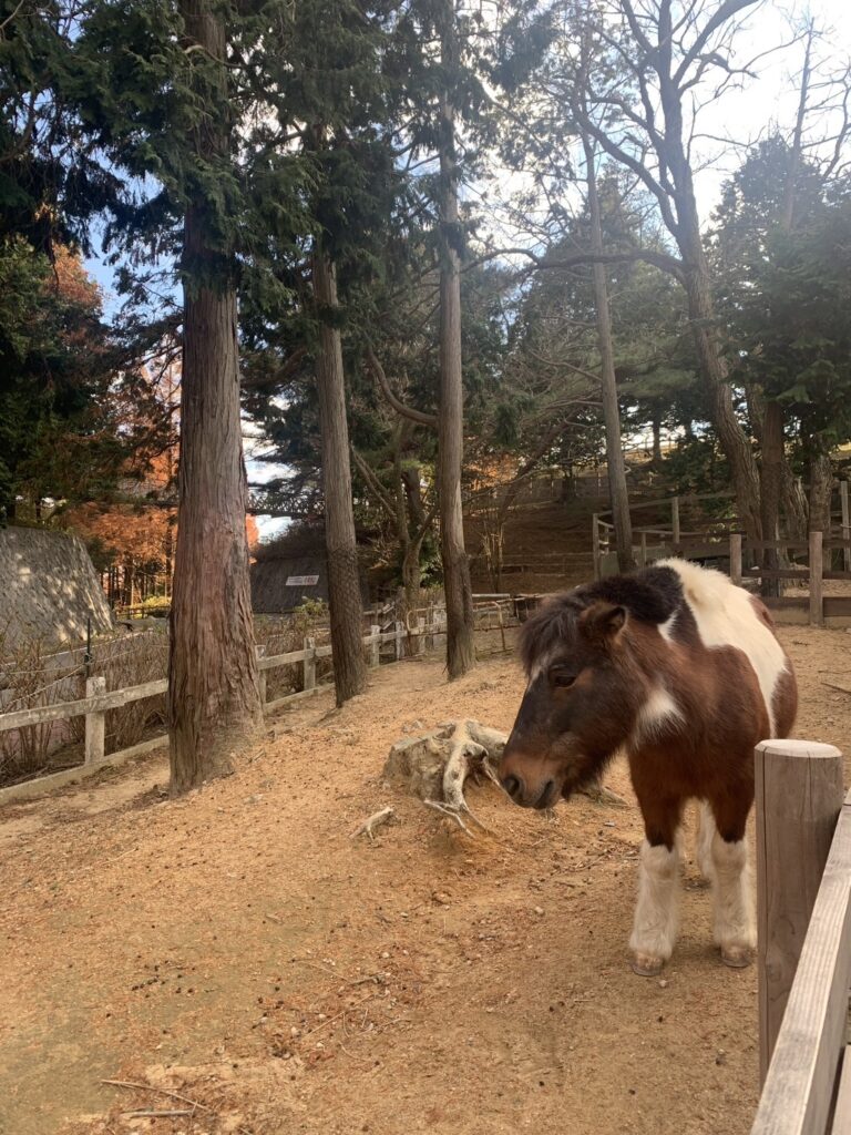 牧場でリフレッシュの様子(1枚目)