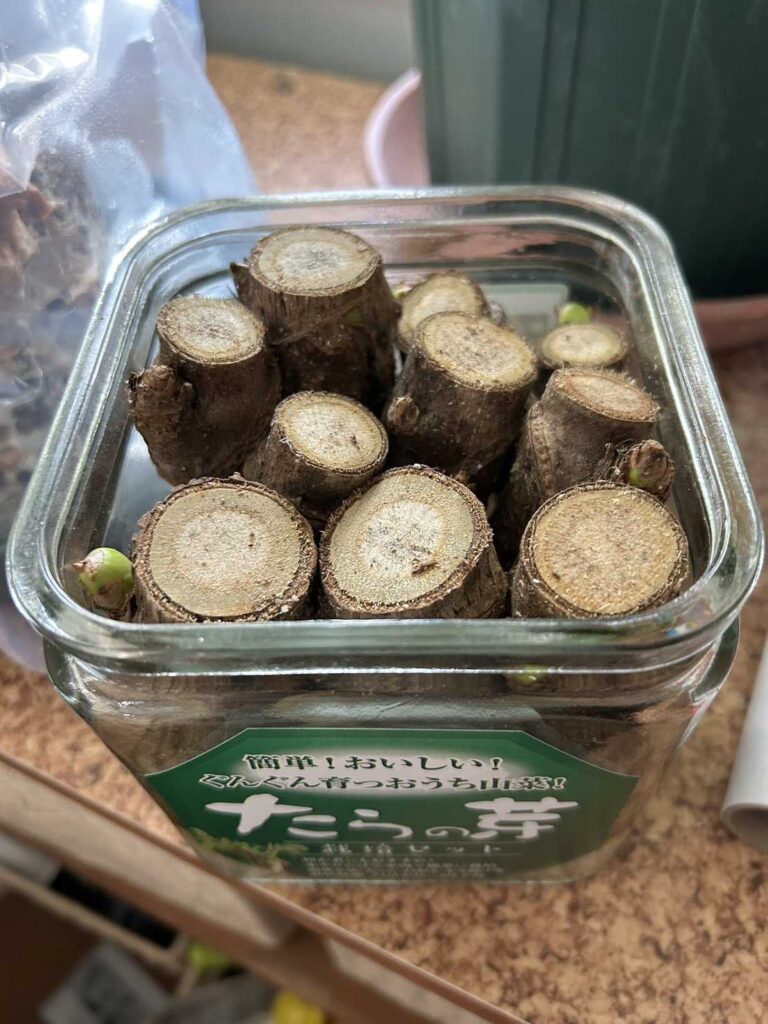 栽培キットの様子
