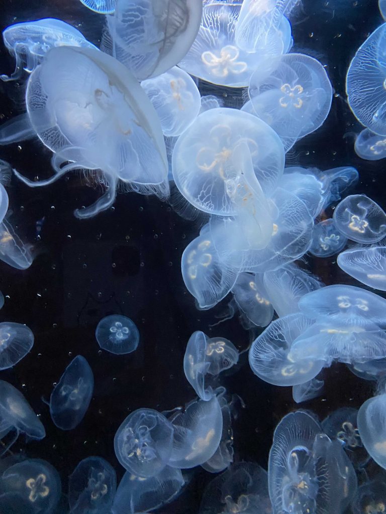 かごしま水族館の様子(2枚目)