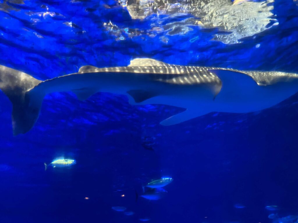 かごしま水族館の様子(3枚目)