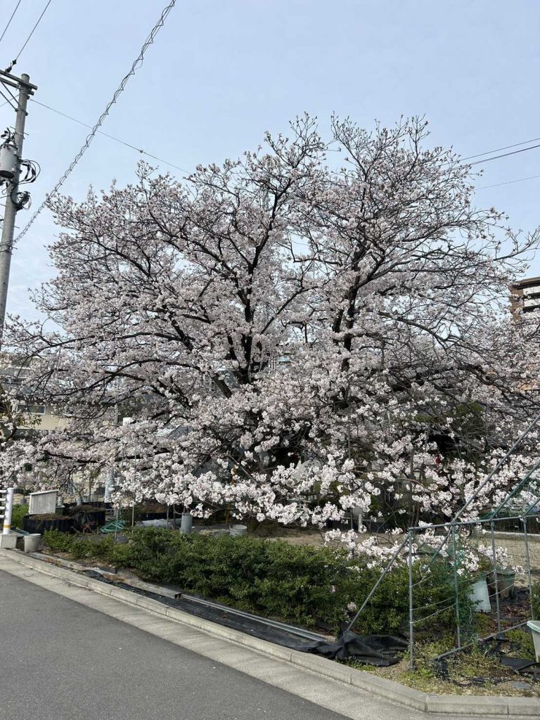 お花見の様子（1枚目）